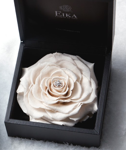 純白のバラで最高のプレゼントをクリスマスに贈ろう Merry X Mas