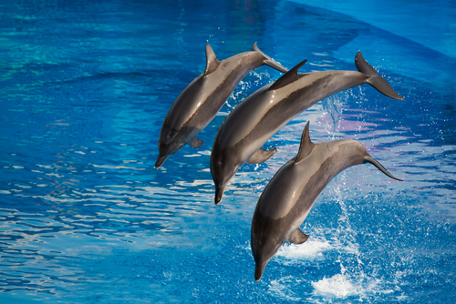 彼女と過ごすクリスマスデートは水族館がオススメ Merry X Mas