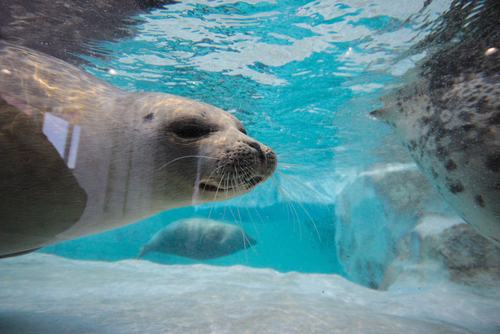 彼女と過ごすクリスマスデートは水族館がオススメ Merry X Mas