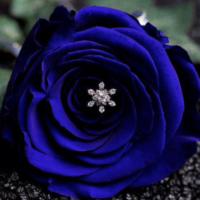 プロポーズ-花-青バラ