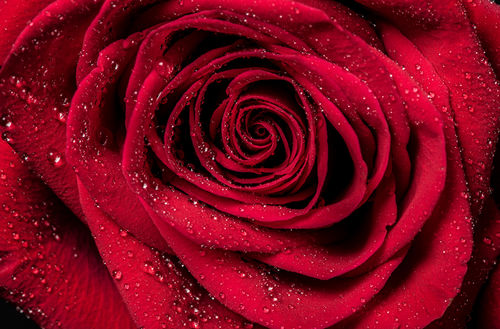 プロポーズ-花-プレゼント-バラ-赤